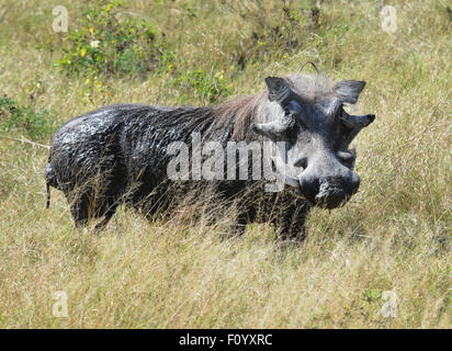 Vieux phacochère avec one tusk. Banque D'Images