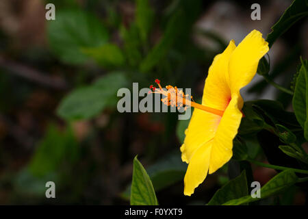 Hibiscus jaune, fleur de l'état d'Hawaii Banque D'Images