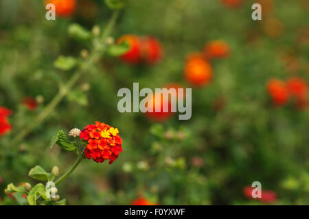 Fleurs de Lantana camara. Banque D'Images