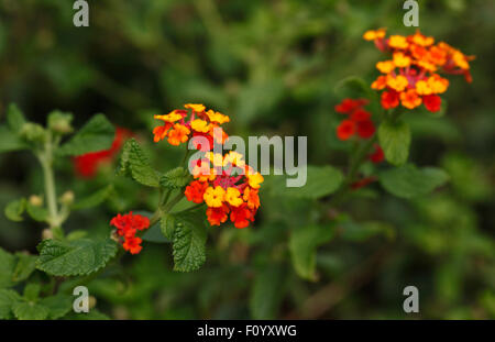 Fleurs de Lantana camara riche nectar .Verveine. Banque D'Images