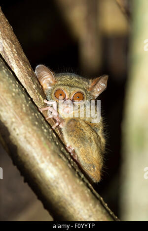 Très rare, Tarsier Spectral Tarsius spectrum,Parc National de Tangkoko, Sulawesi, Indonésie, le primate le plus petit du monde, vrai wil Banque D'Images