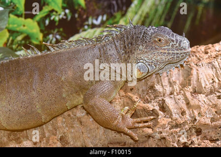 Iguane vert (Iguana iguana), captive, Basse-Saxe, Allemagne Banque D'Images