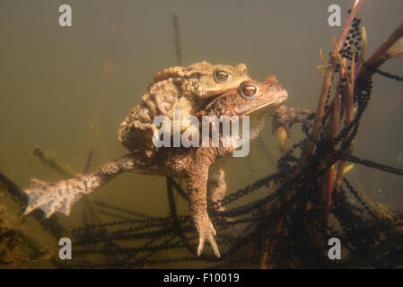 Le crapaud commun (Bufo bufo) l'accouplement sous l'eau avec des chaînes de frai, les frayères, Thuringe, Allemagne Banque D'Images