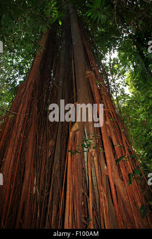Strangler fig (Ficus aurea) dans les forêts tropicales, jungle, Permai rainforest, Sarawak, Bornéo, Malaisie Banque D'Images