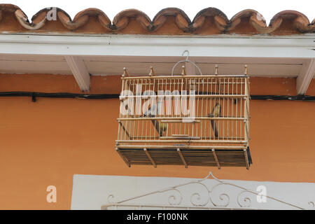 Oiseau en cage trinidad cuba Banque D'Images