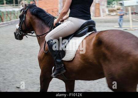 La préparation de la baie sombre cavalier cheval à marcher Banque D'Images