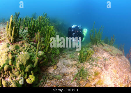 Le lac Baïkal, Sibérie, Russie. 15 Oct, 2014. Plongeur Technique, le lac Baïkal, en Sibérie, la Russie, l'Eurasie. © Andrey Nekrasov/ZUMA/ZUMAPRESS.com/Alamy fil Live News Banque D'Images