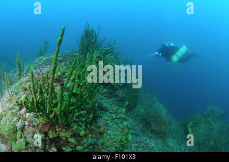 Le lac Baïkal, Sibérie, Russie. 15 Oct, 2014. Plongeur Technique, le lac Baïkal, en Sibérie, la Russie, l'Eurasie. © Andrey Nekrasov/ZUMA/ZUMAPRESS.com/Alamy fil Live News Banque D'Images