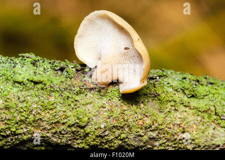 Plan Macro sur petit champignon poussant sur moss covered avec graines de pissenlit piégé à l'intérieur sur la face inférieure. Banque D'Images