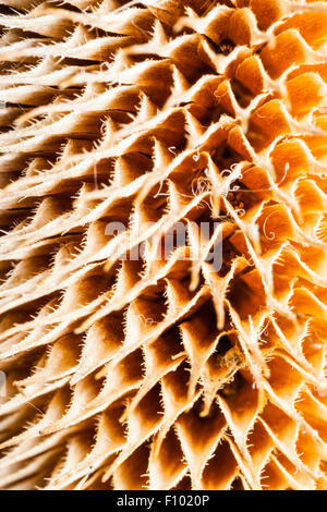 Macro, close-up dead thistle flower head, surface texturée à motifs en forme de losange, grille. Banque D'Images