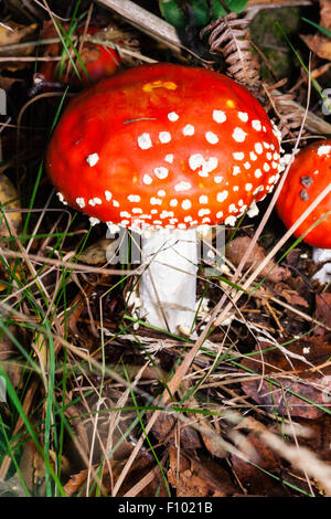 Parées de rouge vif, Agaric Fly 'Amanita muscaria' toadstool. La tige blanche avec un dôme rouge orange haut mouchetée de taches blanches. Banque D'Images