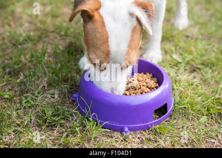 Parson Jack Russell Terrier chien commencer à manger des aliments hors du bol vert à l'extérieur pelouse, l'alimentation Banque D'Images