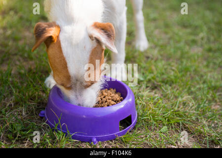 Parson Jack Russell Terrier chien commencer à manger des aliments hors du bol vert à l'extérieur pelouse, l'alimentation Banque D'Images