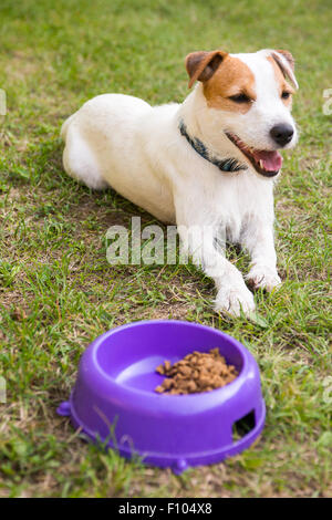 Parson Jack Russell Terrier chien commencer à manger des aliments hors du bol vert à l'extérieur pelouse, l'alimentation Banque D'Images