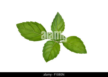 Feuilles de menthe fraîche. La menthe verte des hauts. Grande profondeur de champ, les détails fins. Retouché pour ressembler à la peinture Banque D'Images