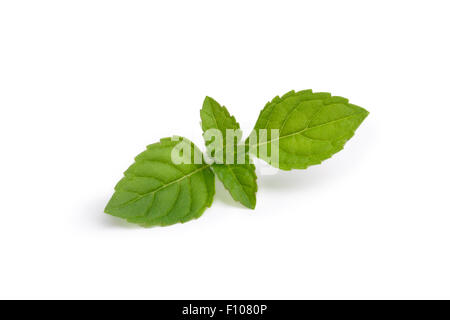 Feuilles de menthe fraîche. La menthe verte des hauts. Grande profondeur de champ Banque D'Images