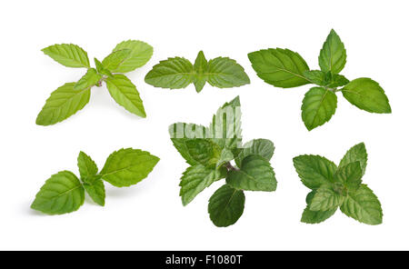 Variété de feuilles de menthe isolated on white Banque D'Images