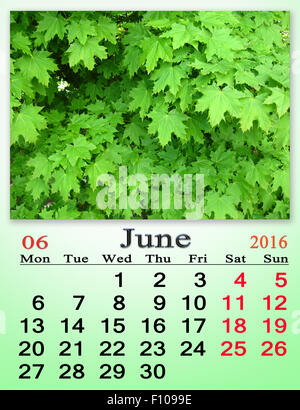 Calendrier pour le mois de juin 2016 sur l'érable vert en arrière-plan Banque D'Images