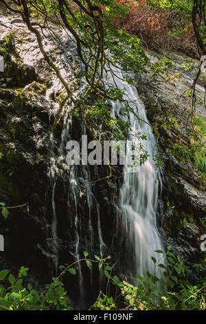 Une petite cascade situé dans forêt Donard. Il fait partie de la rivière qui coule vers le bas Glen Slieve Donard dans les montagnes de Mourne. Banque D'Images