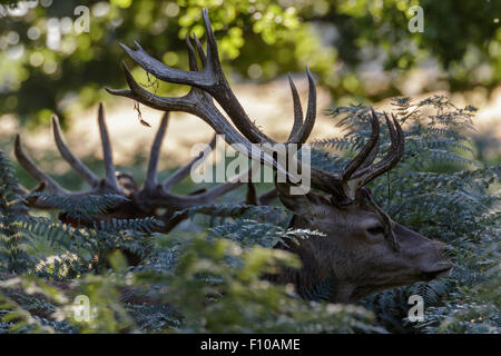 Red Deer (Cervus elaphus) dans les bois de velours en croissance avec bracken Banque D'Images