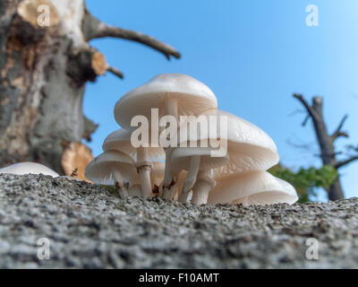 Un tas de tasses de champignons poussant sur un journal en décomposition. Banque D'Images