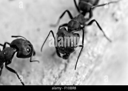 Gros plan de deux fourmis charpentières (Camponotus spp.) ou de sucre des fourmis Banque D'Images