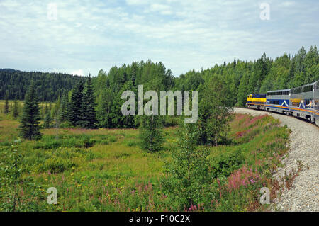 Alaska RR arrondit un bend près d'un champ d'arbres de pin et pourpre mauvaises herbes incendie près de Denali National Park Banque D'Images