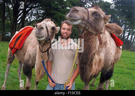 Cornwall chameaux,un trekking company appartenant à David Oates à Helston, Cornwall, UK,qui offrent l'équitation de chameau pour le public.un trek au Royaume-Uni Banque D'Images