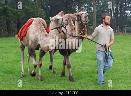 Cornwall chameaux,un trekking company appartenant à David Oates à Helston, Cornwall, UK,qui offrent l'équitation de chameau pour le public.un trek au Royaume-Uni Banque D'Images