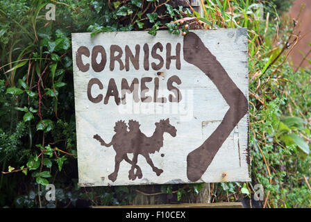 Cornwall chameaux,un trekking company appartenant à David Oates à Helston, Cornwall, UK,qui offrent l'équitation de chameau pour le public.un trek au Royaume-Uni Banque D'Images