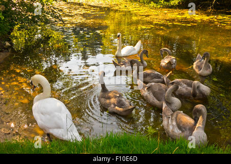 Les sceaux de la famille Swan avec Banque D'Images