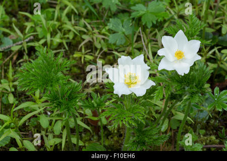 Pasqueflower Alpine alpine ou anemone, nom latin Pulsatilla alpina, à pétales blancs et feuilles vertes Banque D'Images