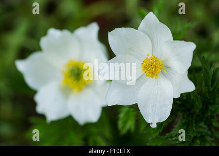 Pasqueflower Alpine alpine ou anemone, nom latin Pulsatilla alpina, à pétales blancs et feuilles vertes Banque D'Images