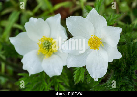 Pasqueflower Alpine alpine ou anemone, nom latin Pulsatilla alpina, à pétales blancs et feuilles vertes Banque D'Images