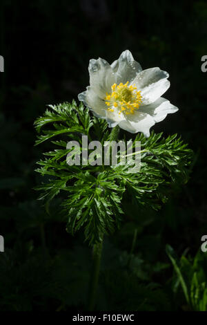 Alpine alpine alpine ou pasqueflower, Anémone pulsatilla alpina nom Latin, à pétales blancs et feuilles vertes Banque D'Images