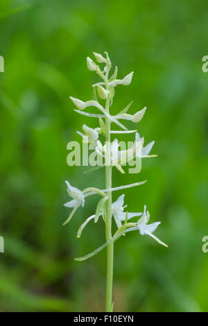 Orchidée papillon moindre, nom latin Platanthera chlorantha, couvert de la rosée Banque D'Images