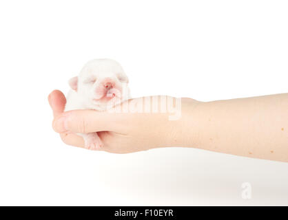 Petit chiot de Chihuahua dort sur woman's hand Banque D'Images