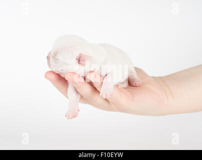 Petit chiot Chihuahua de nouveau-né dort sur woman's hand Banque D'Images