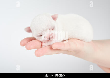 Chiot nouveau-né de Chihuahua dort sur woman's hand Banque D'Images