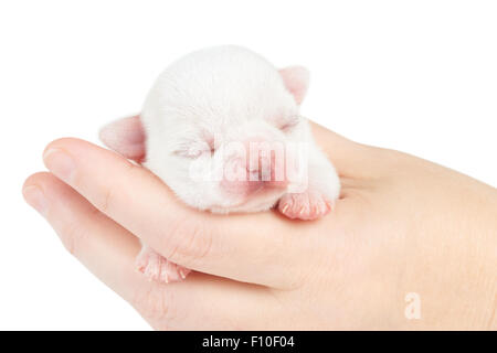Une semaine vieux chiot de Chihuahua dort dans woman's hand Banque D'Images