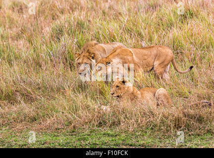 Les lions (Panthera leo) sur la chasse, Okavango Delta, Botswana, Afrique du sud du nord Banque D'Images