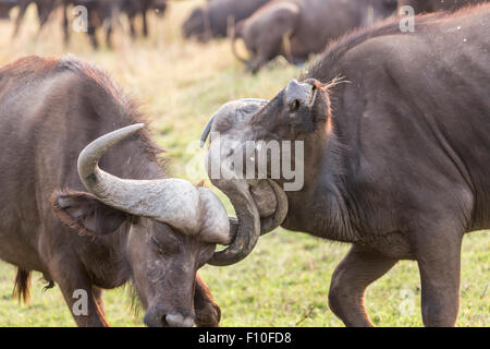 Cape, Syncerus caffer, cornes verrouillé dans la lutte contre la lutte contre l'escroquerie, yeux, Okavango Delta, Botswana, Afrique du sud du nord Banque D'Images