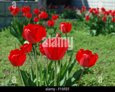 En fleurs tulipes rouge vif sur un lit au milieu du jardin, close-up shot Banque D'Images