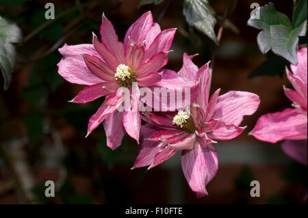 Sur les fleurs ornementales grimpantes Clematis montana 'Brougton Star', Berkshire, Mai Banque D'Images