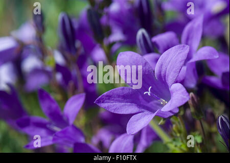 Dalmatien mur ou campanule, Campanula portenschlagiana, bleu fleur de rocaille, Berkshire, juin Banque D'Images