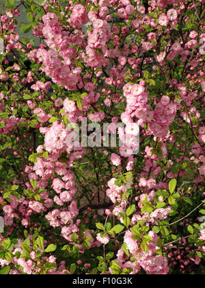 Bush ressort complètement parsemé de fleurs roses Banque D'Images