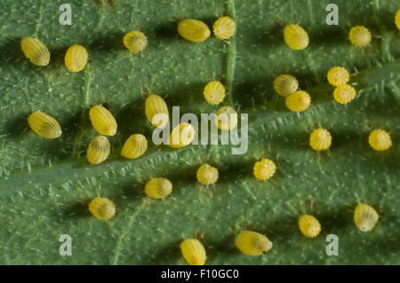 Grand ou chou papillon blanc, Pieris brassicae, les oeufs pondus sur la face inférieure des feuilles dans un nastutium rare motif individuel Banque D'Images