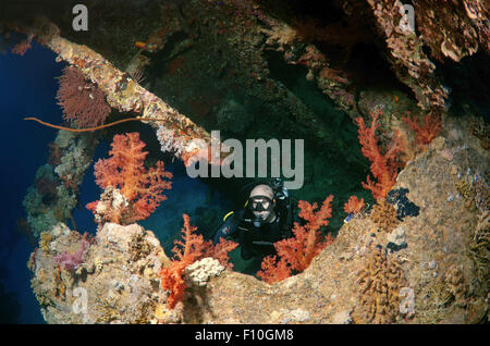 Mer Rouge, Egypte. 15 Oct, 2014. Plongeur à la recherche de shipwreck ''SS Dunraven''. Red Sea, Egypt, Africa © Andrey Nekrasov/ZUMA/ZUMAPRESS.com/Alamy fil Live News Banque D'Images