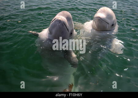 Mer du Japon, Primorye, Extrême-Orient, la Russie. 15 Oct, 2014. Deux jeunes le béluga béluga ou béluga (Delphinapterus leucas) Mer du Japon, Extrême-Orient, Primorye, Primorsky Krai, Russie © Andrey Nekrasov/ZUMA/ZUMAPRESS.com/Alamy fil Live News Banque D'Images
