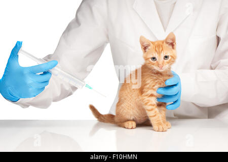 Le vétérinaire fait une injection pour un chat avec la seringue sur fond blanc Banque D'Images